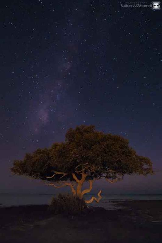 the tree.jpg